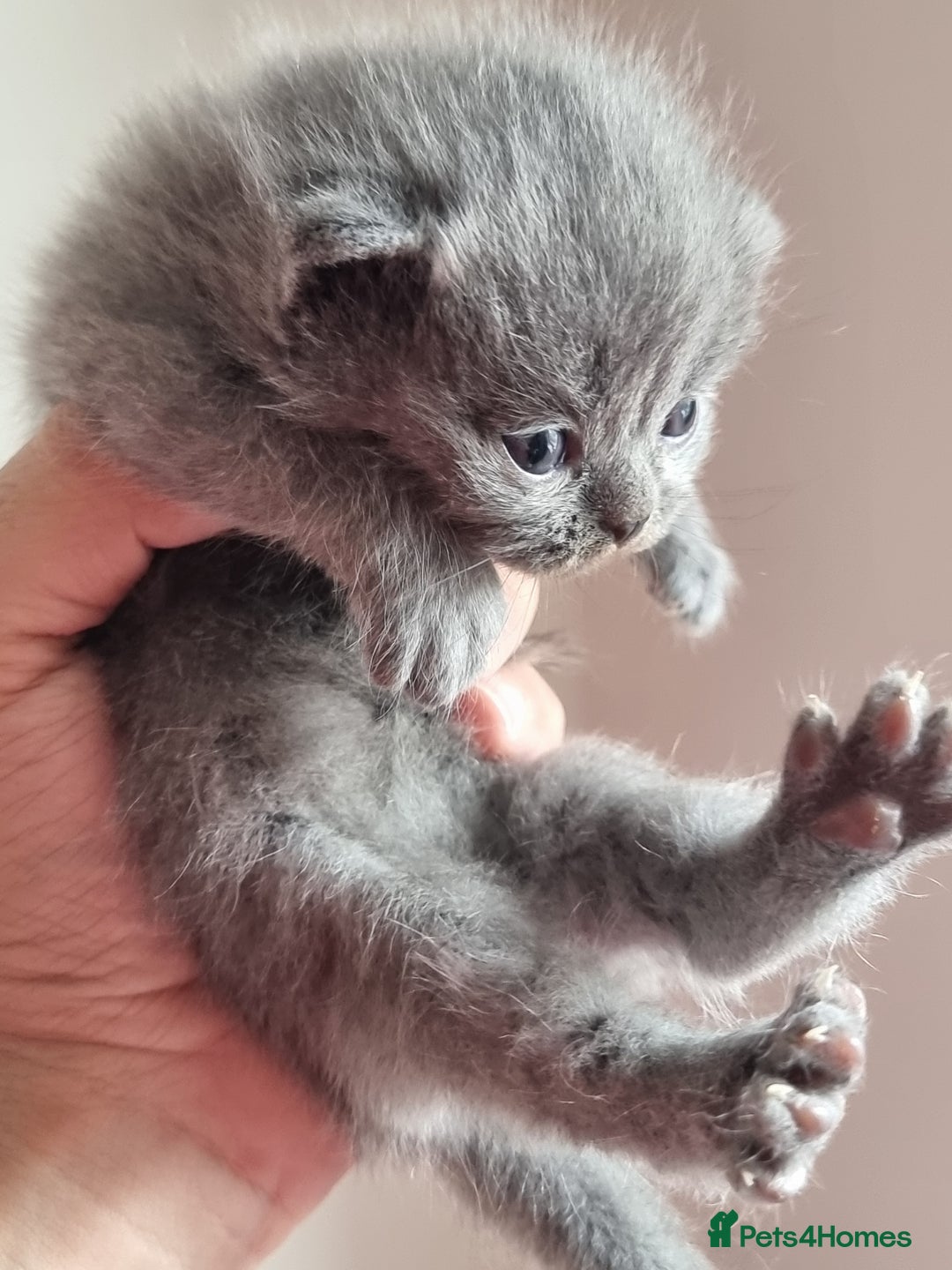 Scottish Fold cats for sale: Very Friendly Kittens, Pedigree Scottish Fold  - Image 22