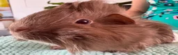 Guinea Pig rodents for sale: Beautiful, healthy, friendly brother guinea pigs - Advert 7
