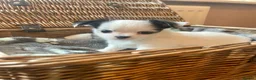 Chihuahua dogs for sale: Beautiful Chihuahuas girls in Bootle - Advert 6