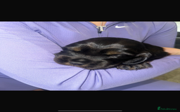 Cocker Spaniel dogs for sale: Cocker spaniel  - Image 5