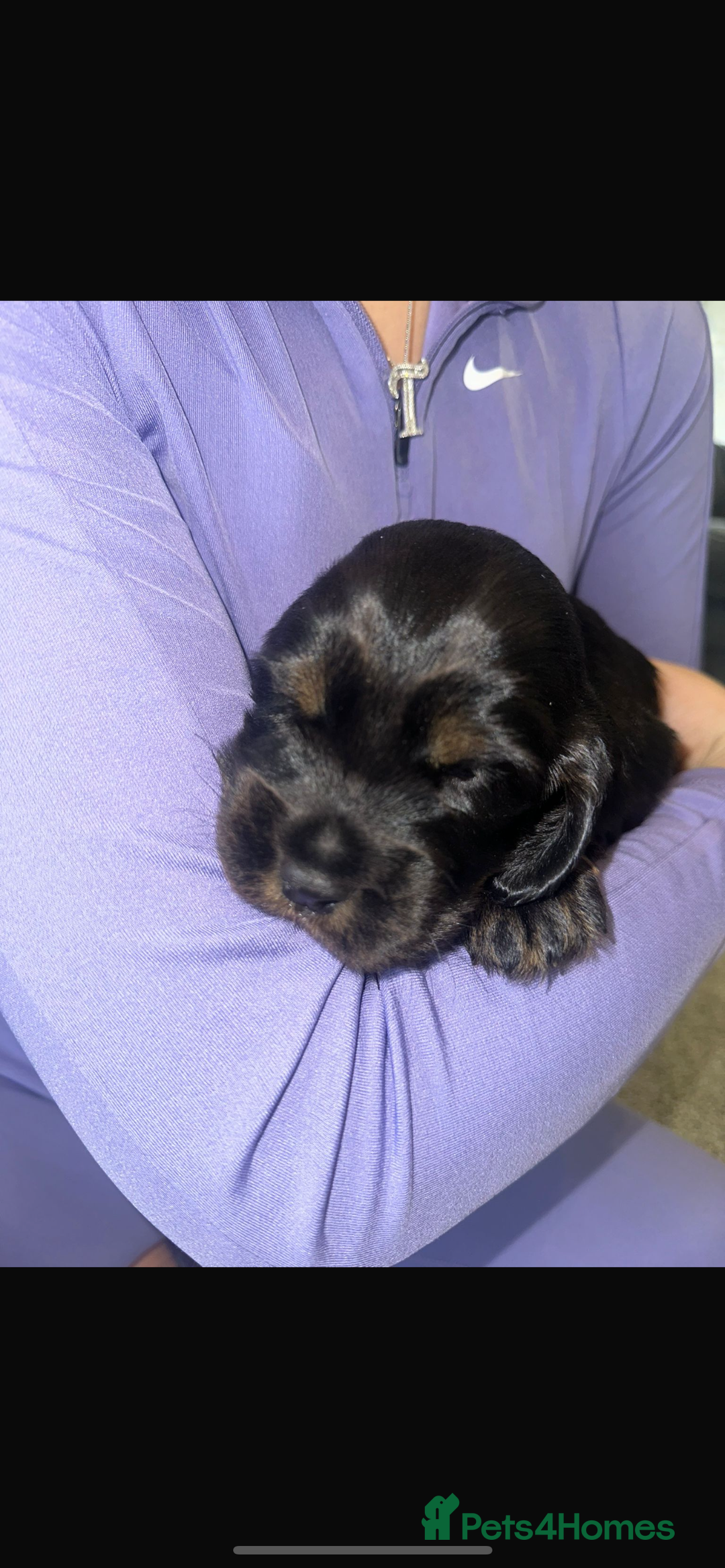 Cocker Spaniel dogs for sale: Cocker spaniel  - Image 5