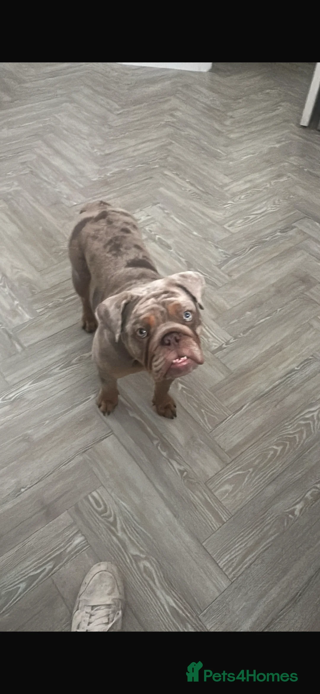 English Bulldog dogs for sale: KC Registered Lilac Merle English Bulldog Female - Advert 6
