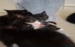 Mixed Breed cats for sale: seven funny kittens - Image 21