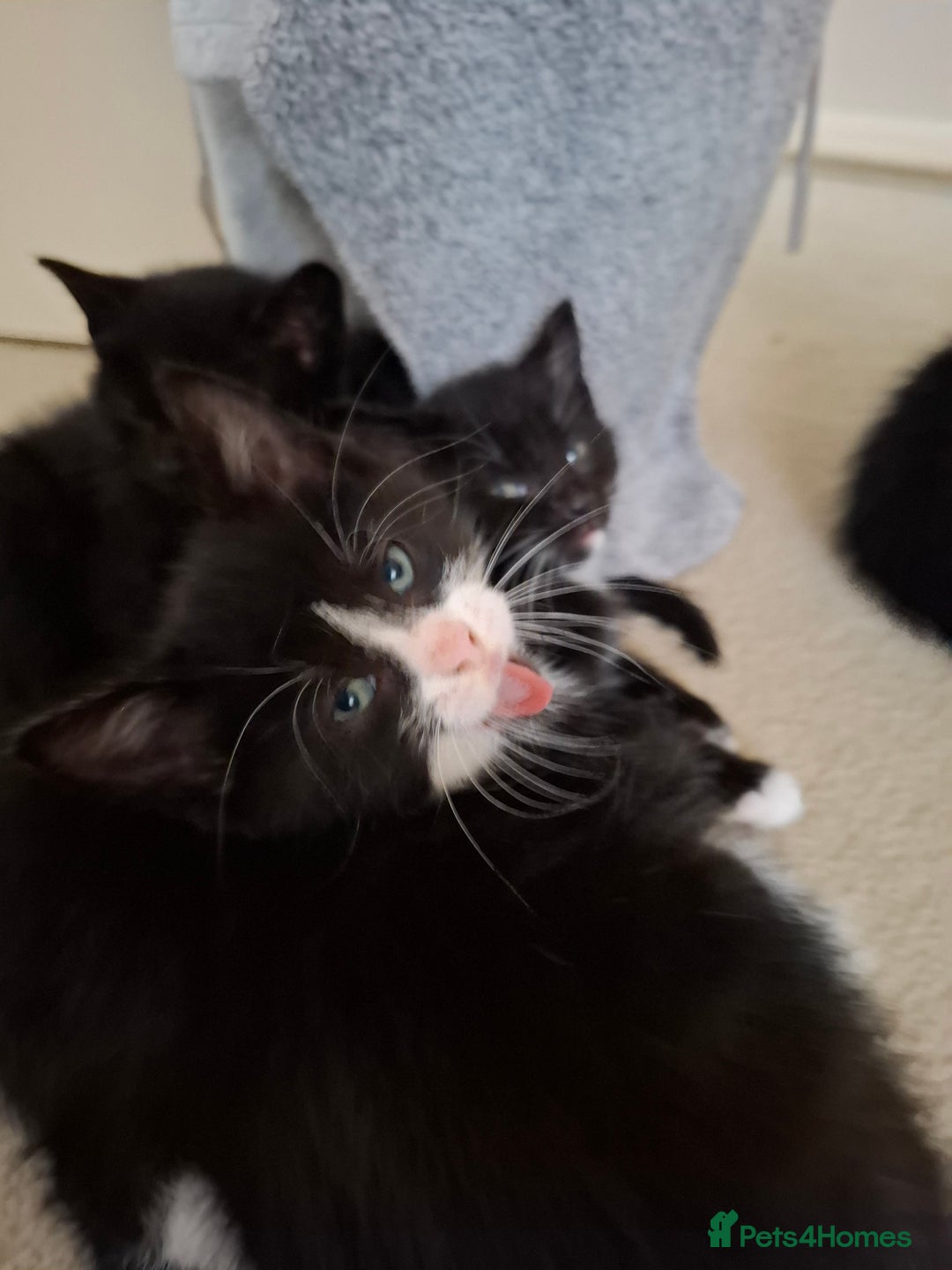 Mixed Breed cats for sale: seven funny kittens - Image 21