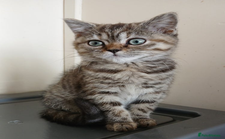 British Shorthair cats in Coventry - Advert 1