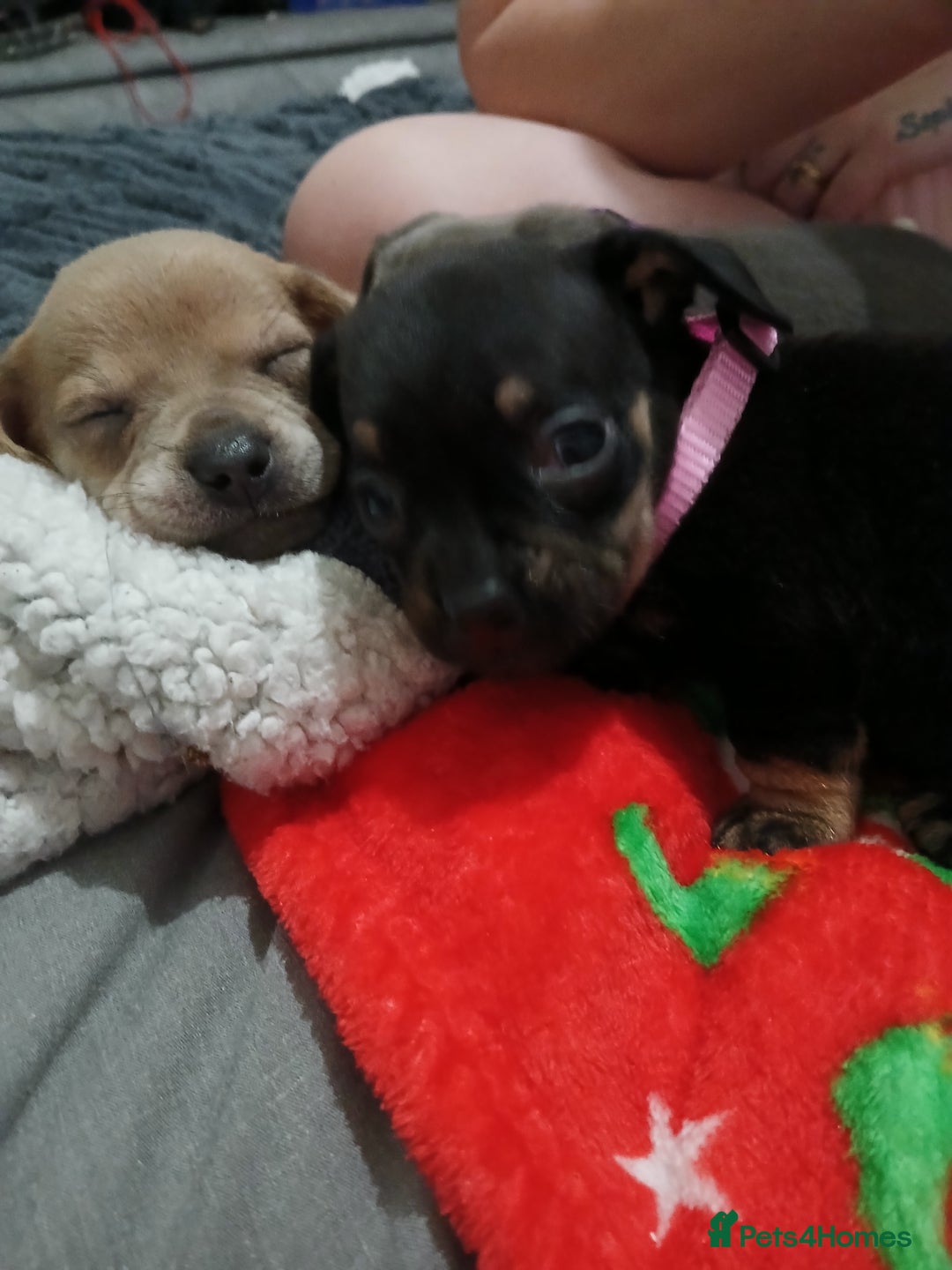 Mixed Breed dogs for sale: French dash pups  - Advert 12