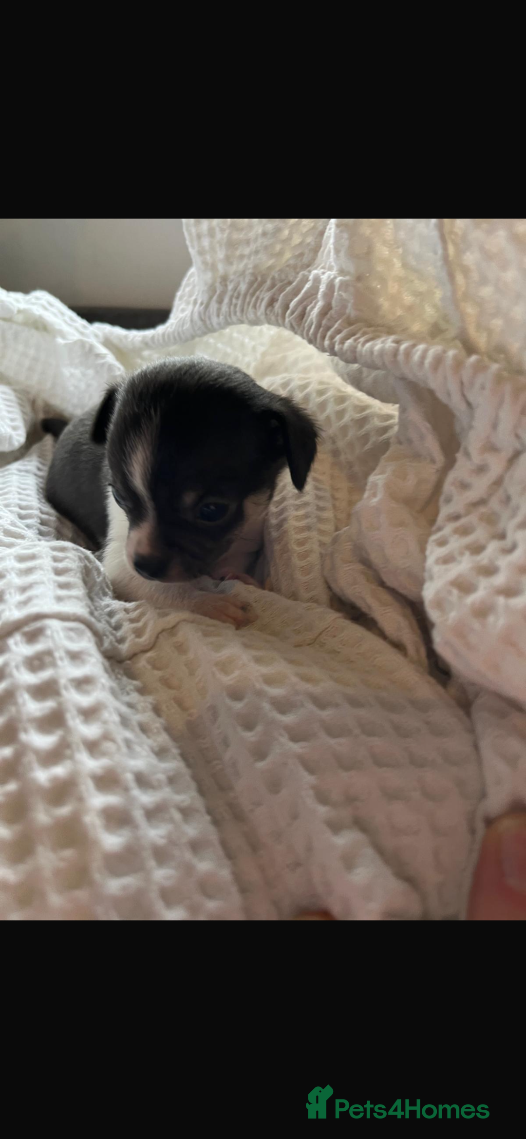 Chihuahua dogs for sale: 💛 Beautiful Chihuahua Pups – Ready 2nd Jan 26 💛 - Advert 17