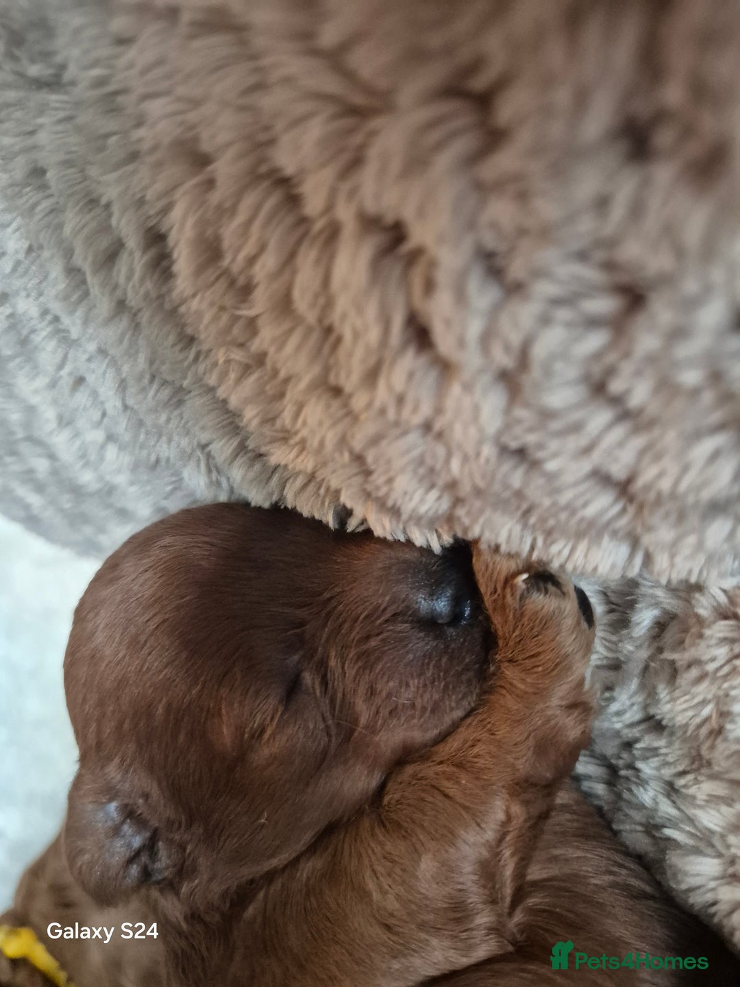 Cavapoo dogs for sale: 🧸 5 Cavapoo Puppies Oxfordshire 🧸 - Advert 4