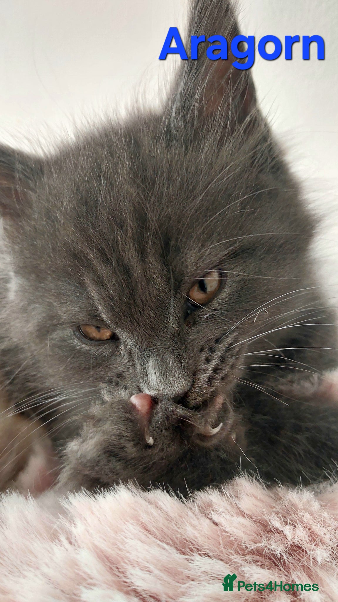Maine Coon cats 👻😻 TICA REGISTERED Maine coon for sale👻😻 - Advert 2