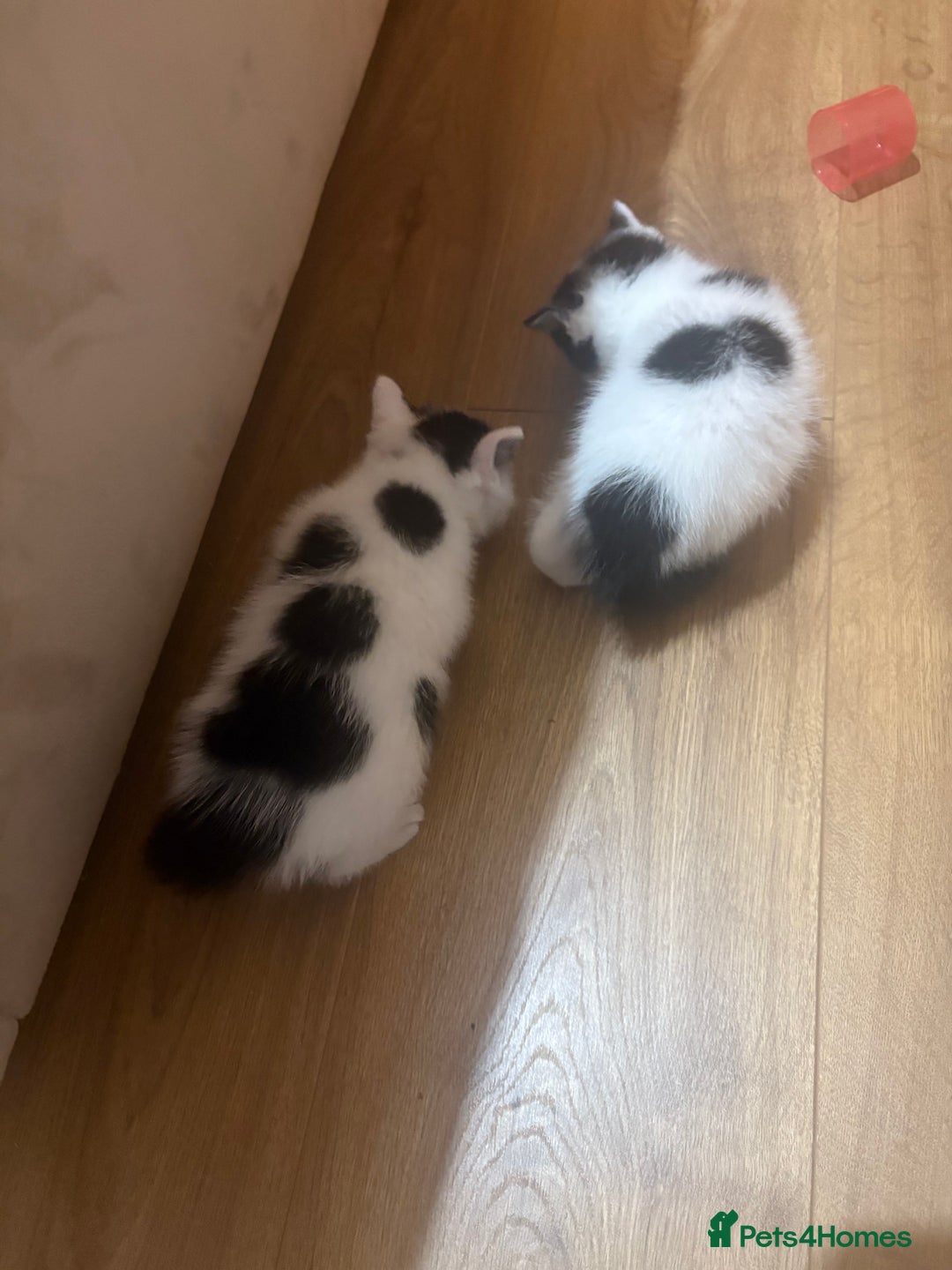 Mixed Breed cats for sale: Gorgeous Dalmatian kittens  - Image 2