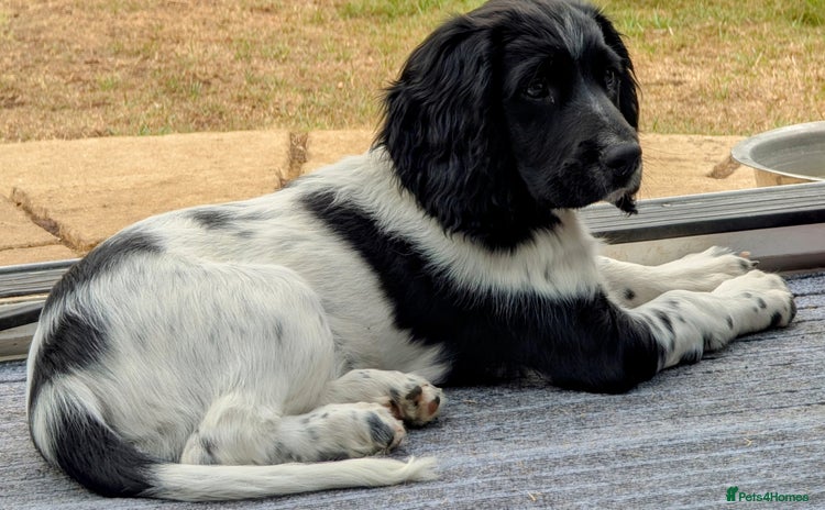 English Springer Spaniel dogs - Advert 7