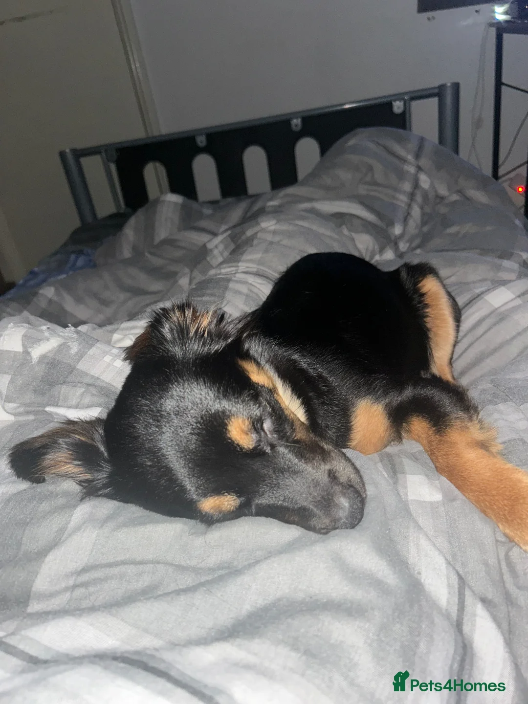 Mixed Breed dogs for sale: Rottweiler x collie  in Derby - Advert 1