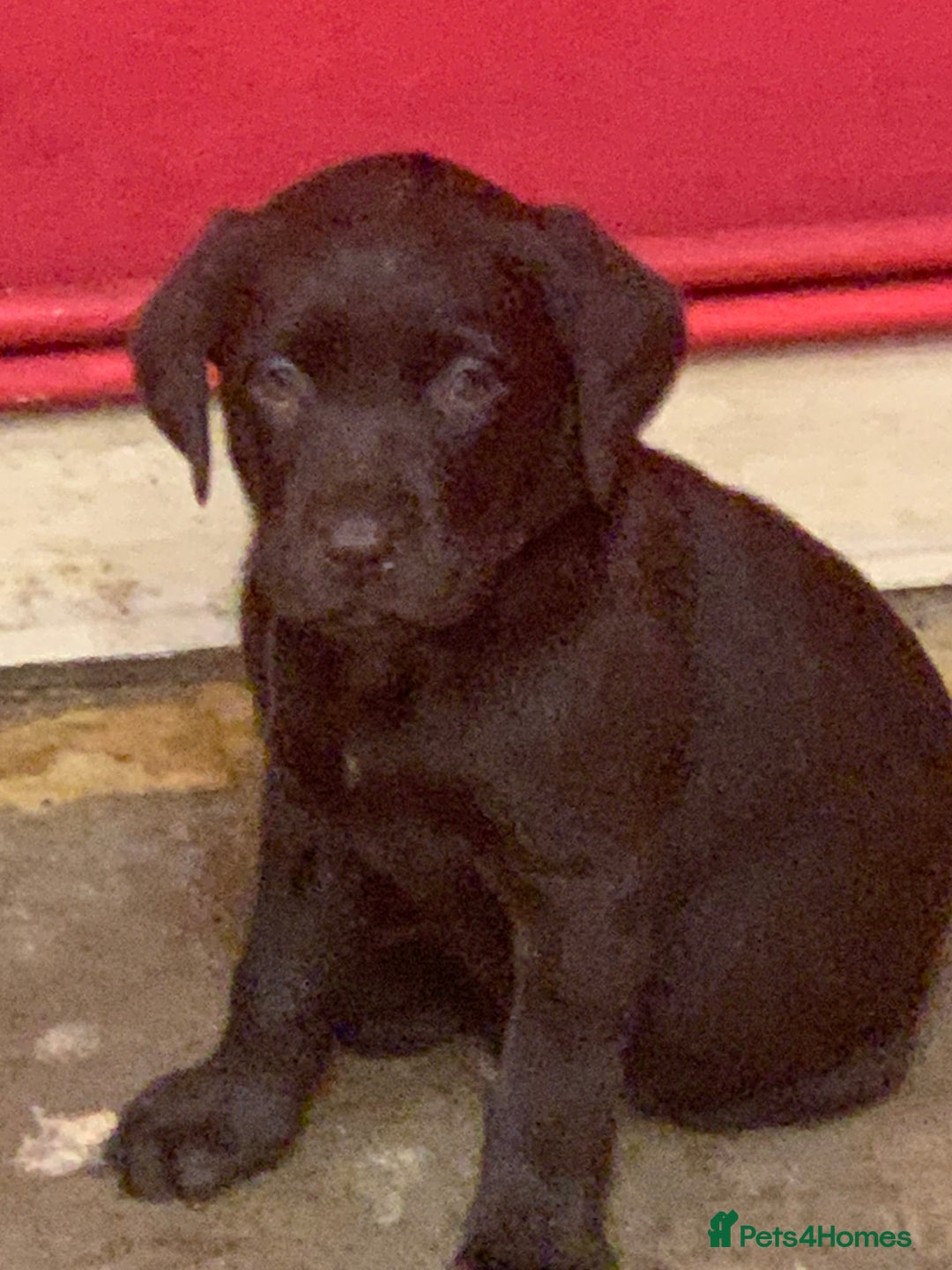 Labrador Retriever dogs for sale: Labrador puppies in Bridgend - Image 12