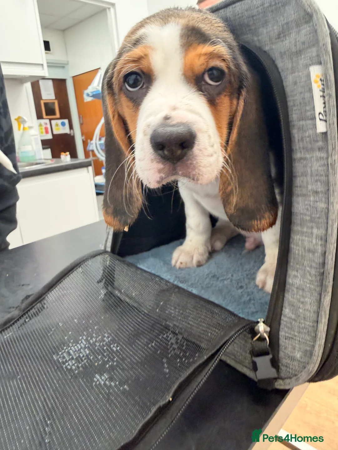 Beagle dogs for sale: Beagle for sale  - Advert 10