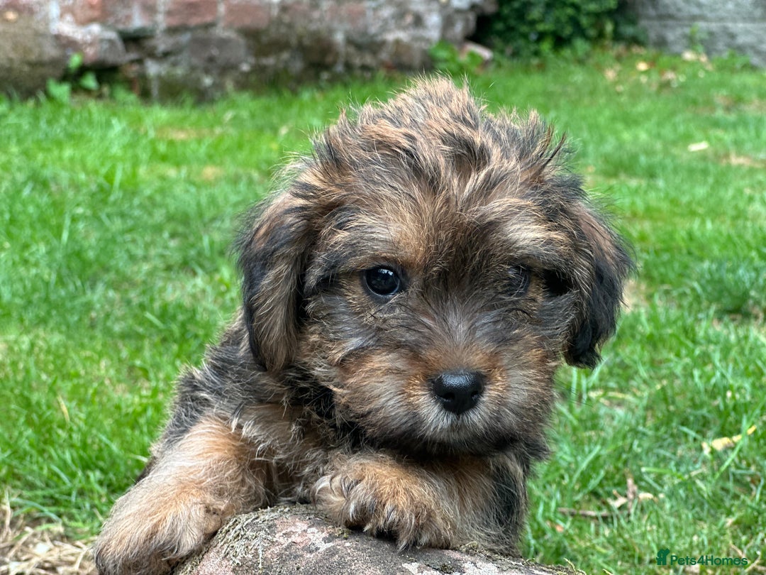 Mixed Breed dogs for sale: Stunning Norfolk terrier x jrt pups ready now - Image 11