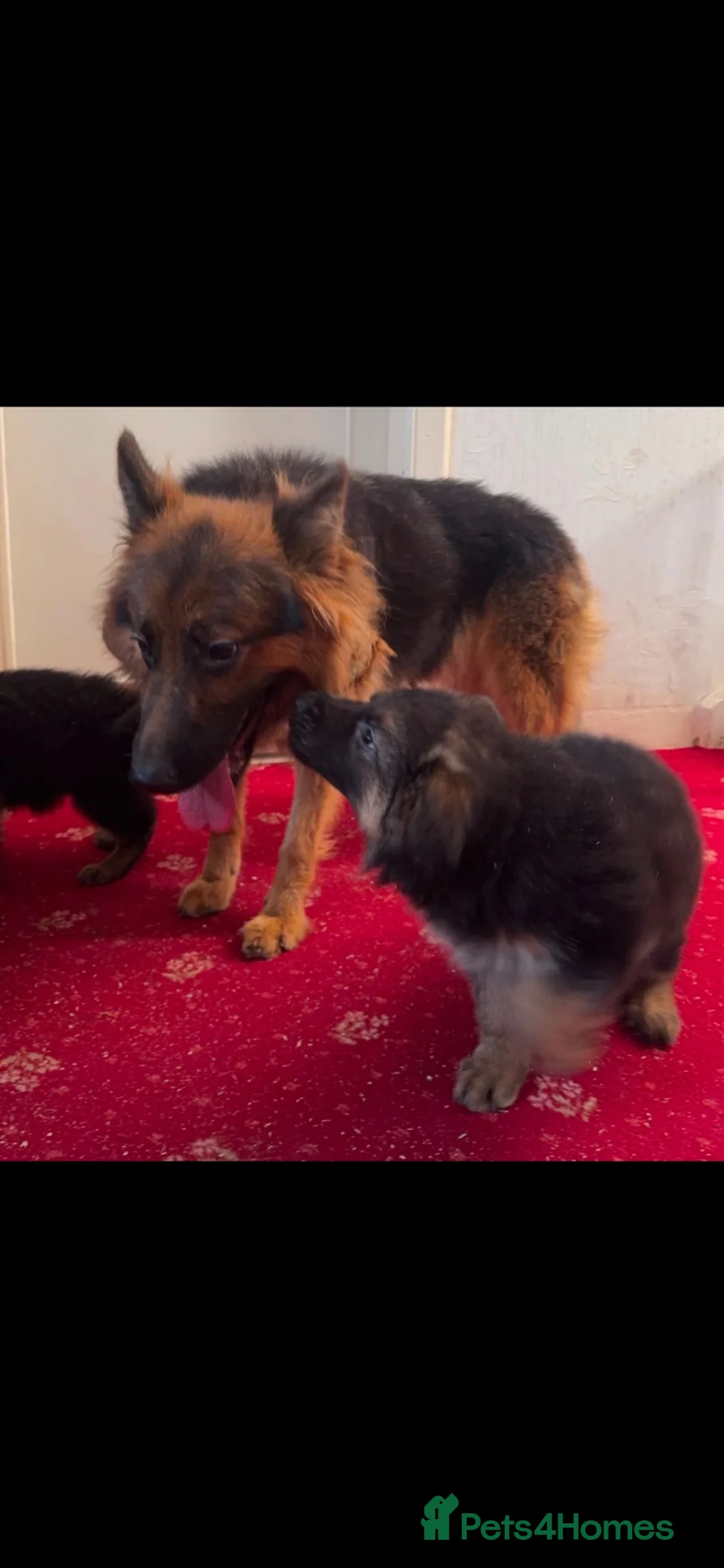 German Shepherd dogs for sale: German shepherd puppies  - Advert 3