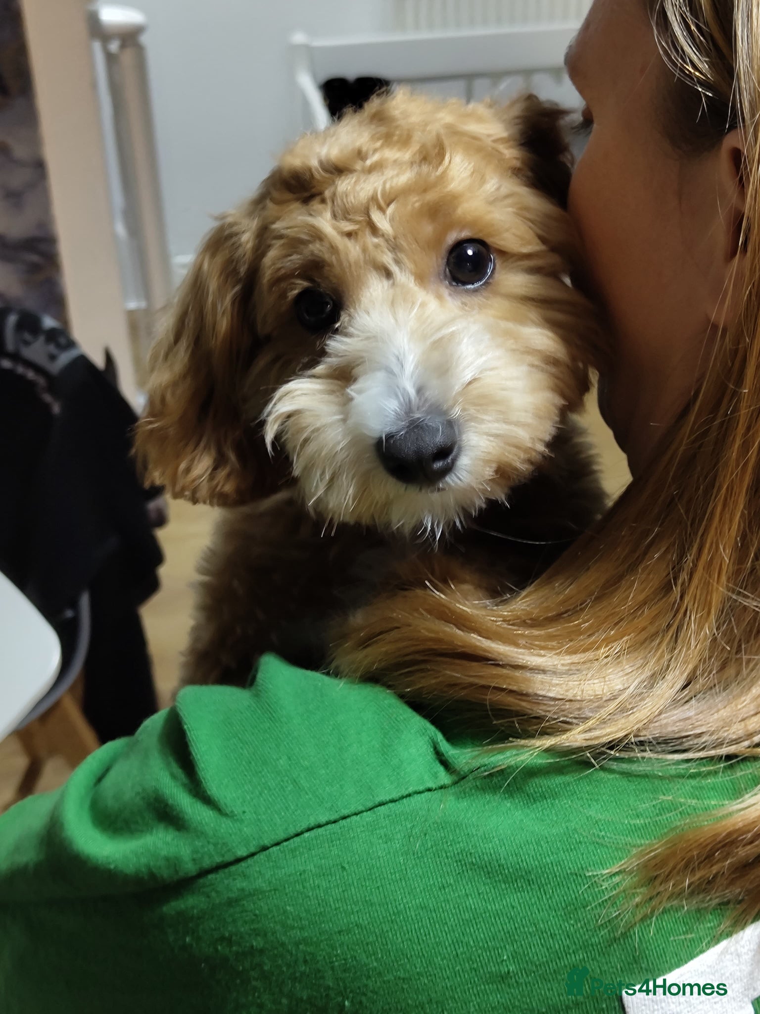 Mixed Breed dogs Cotonpoo puppy - Advert 2