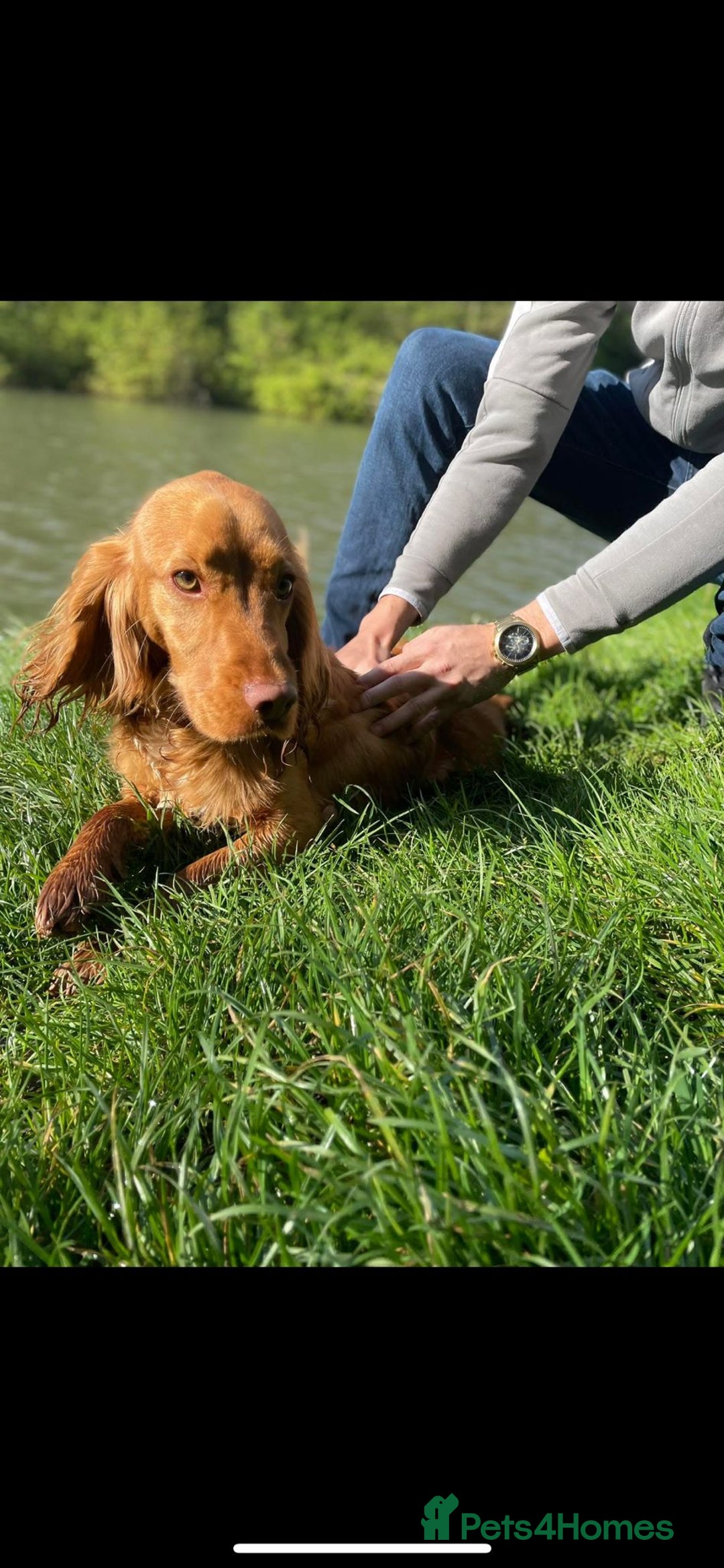 Cocker Spaniel dogs for stud: Milo K Cocker Spaniel - Image 1