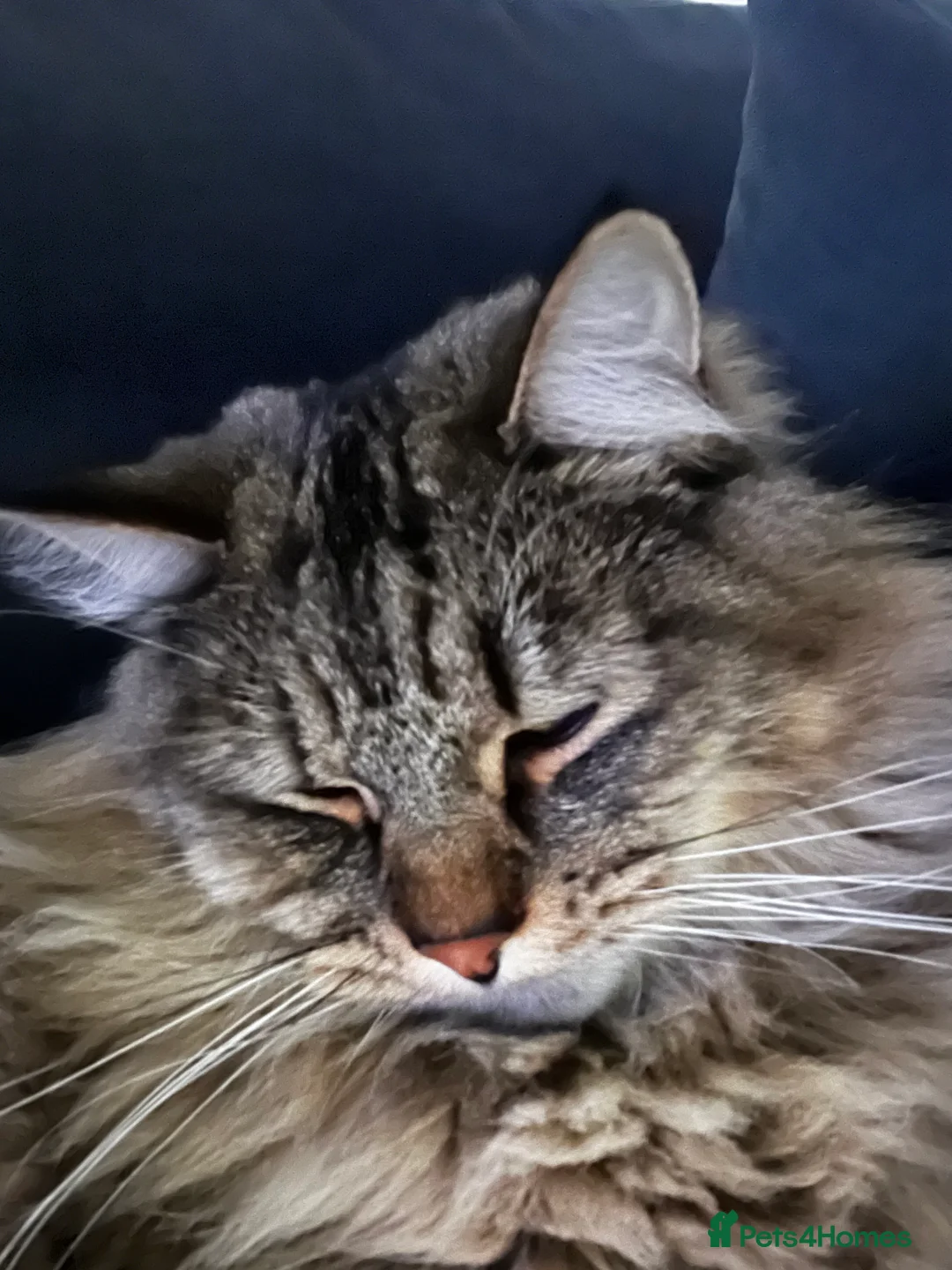 Maine Coon cats for sale: Adorable ragdoll/ Maine coon available to go ASAP - Advert 8