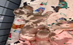 Miniature Dachshund dogs for sale: Beautiful mini dashys 💜 - Image 5