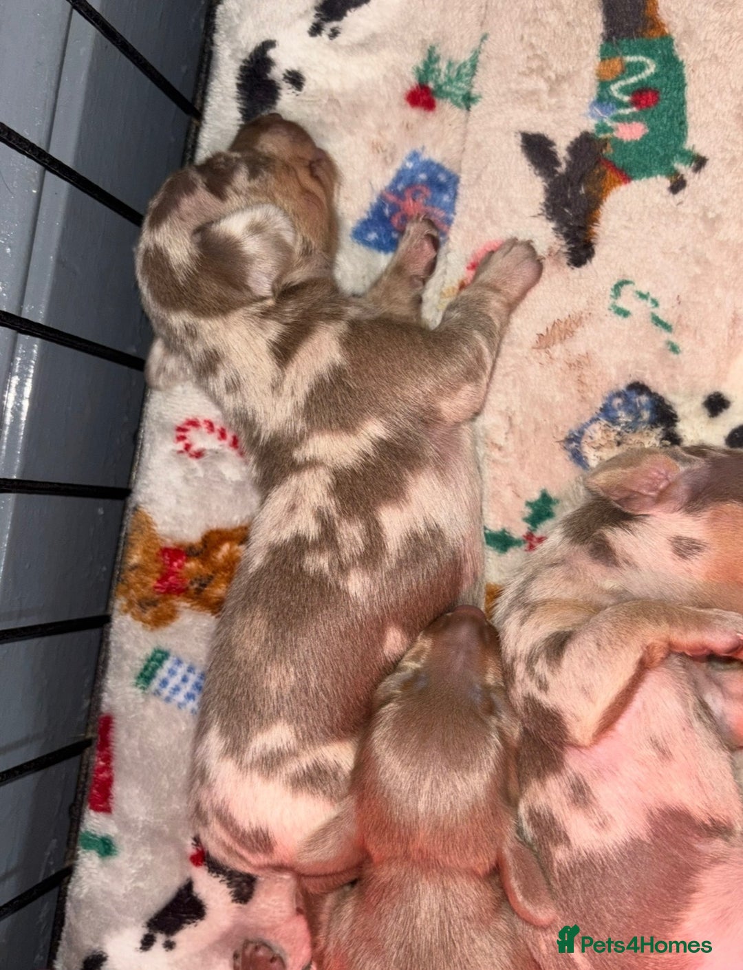 Miniature Dachshund dogs for sale: Beautiful mini dashys 💜 - Image 5