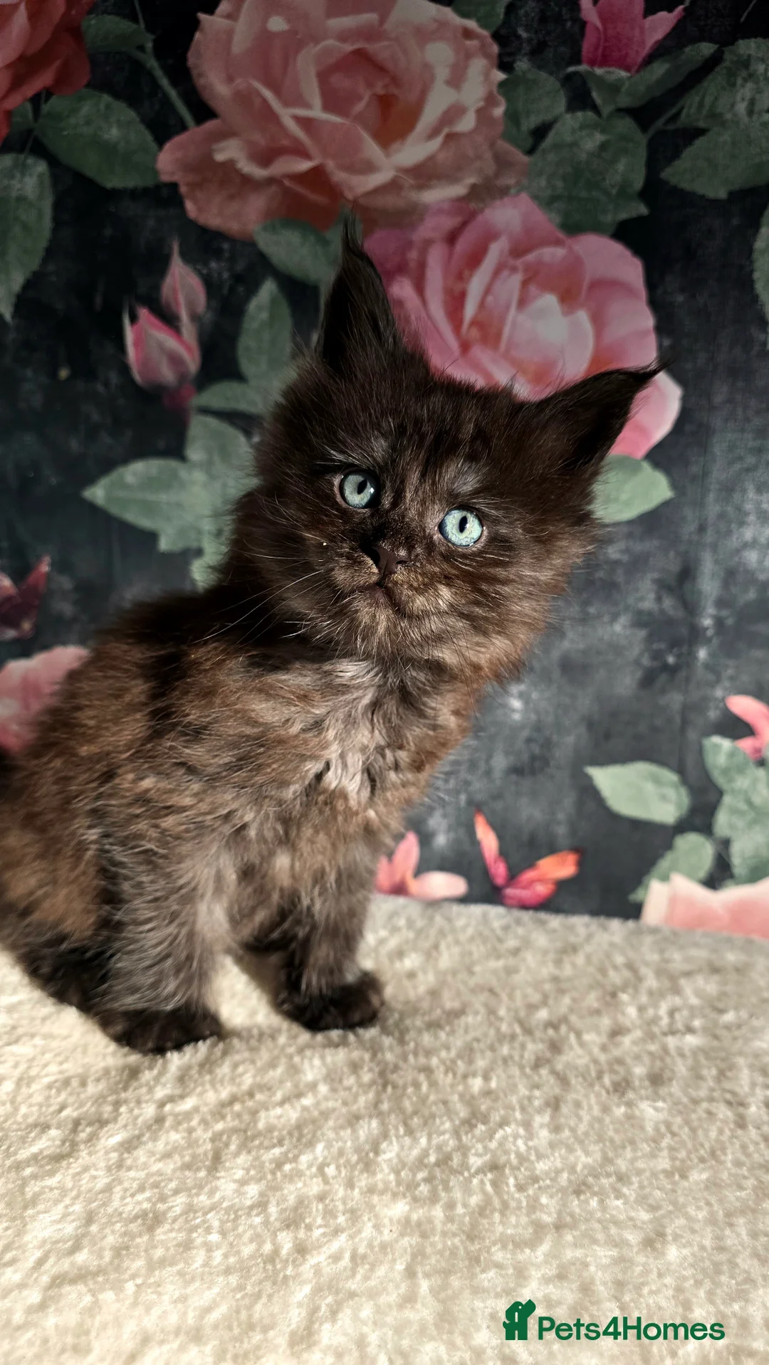 Maine Coon cats for sale: Stunning Maine coons  - Advert 6