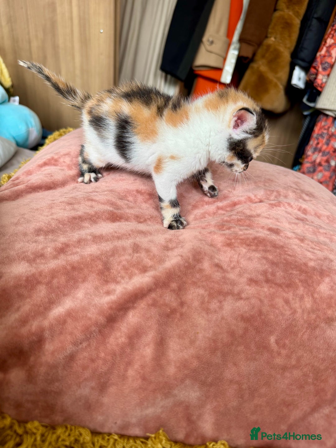 Bengal cats for sale: 4 pure bangal and 5 bengal x kittens - Image 17