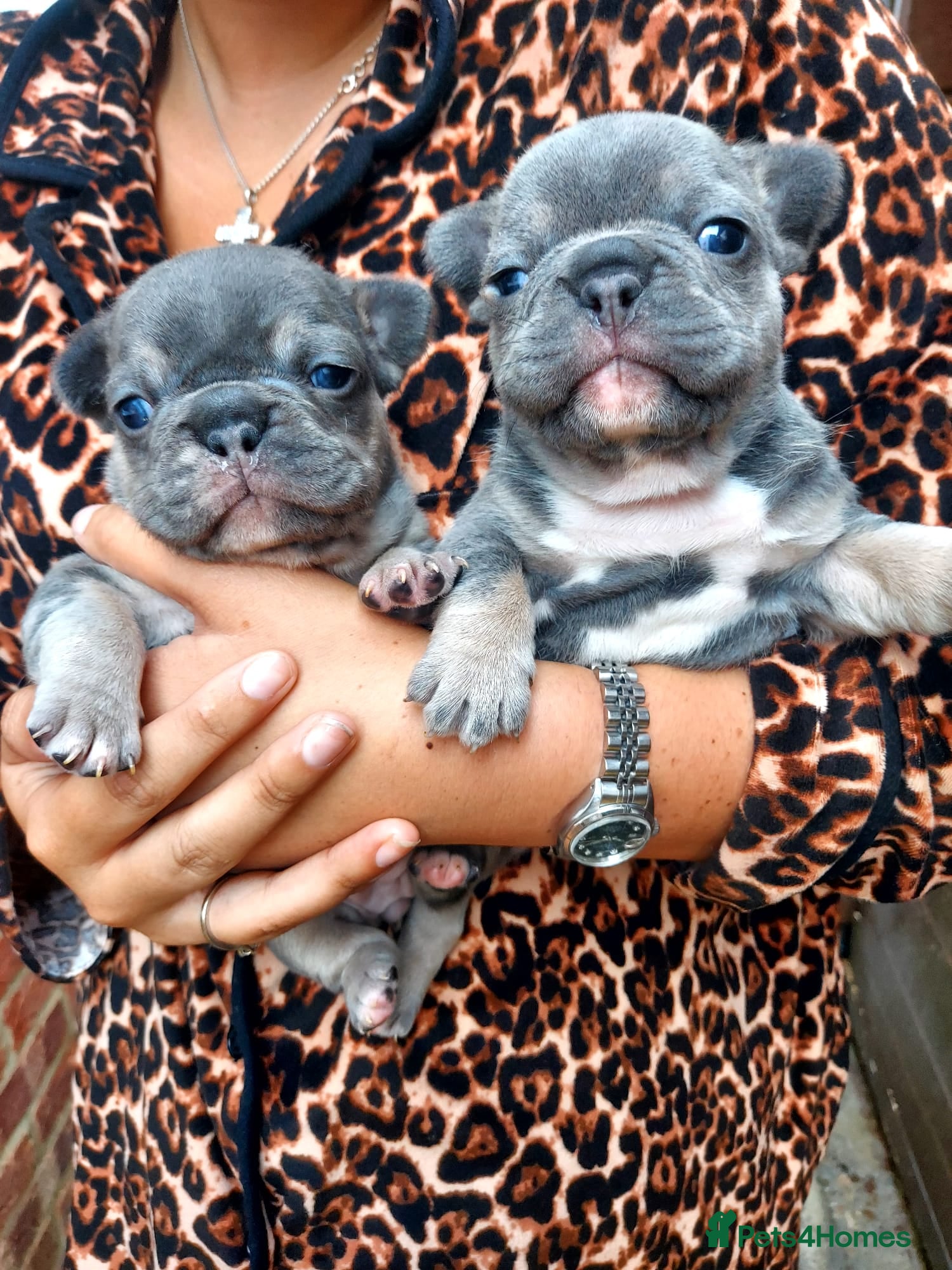 French Bulldog dogs 2 french bulldogs - Advert 1