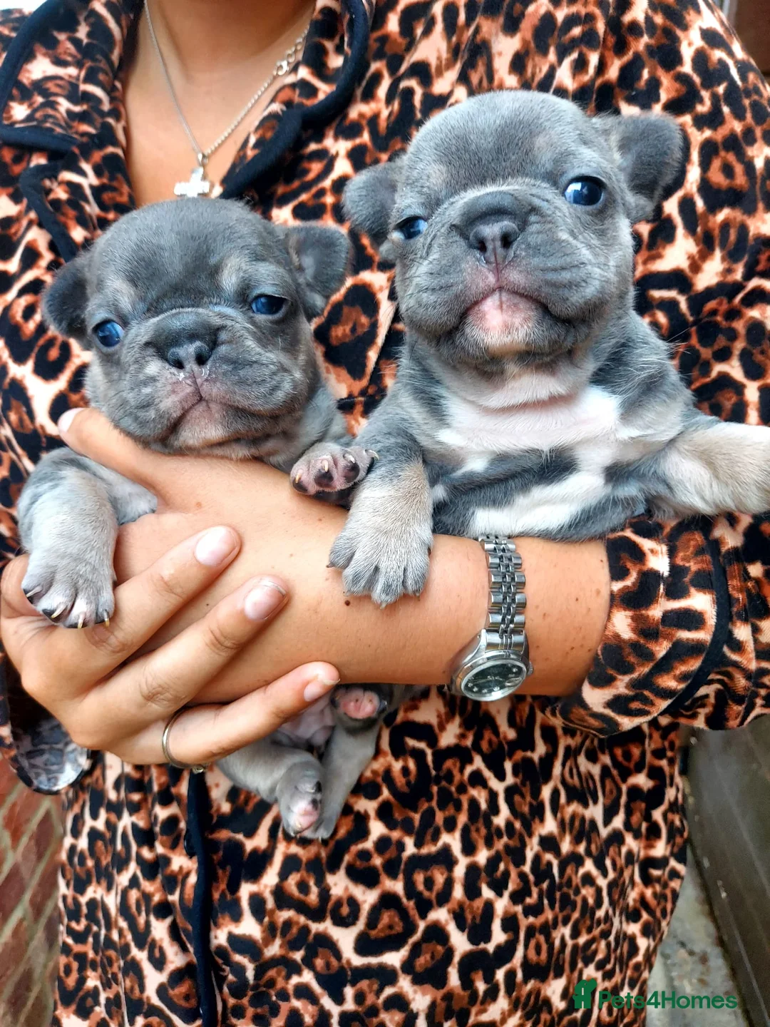 French Bulldog dogs for sale: 2 french bulldogs - Advert 1