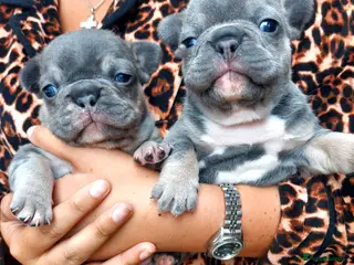 French Bulldog dogs 2 french bulldogs - Advert 1