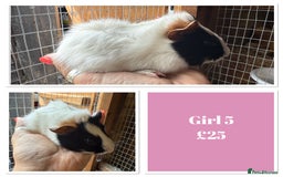 Guinea Pig rodents for sale: Male & Female Baby Guinea Pigs - Image 5