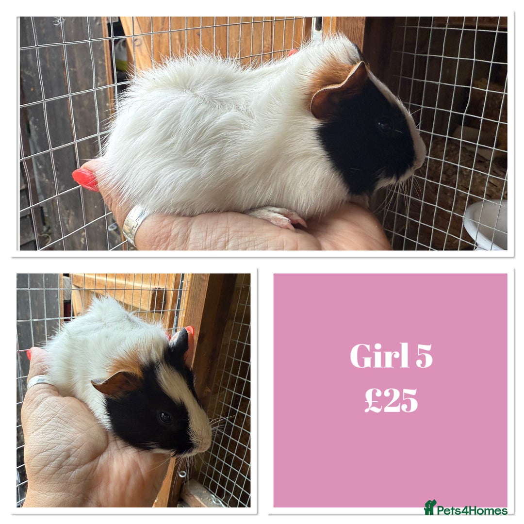 Guinea Pig rodents for sale: Male & Female Baby Guinea Pigs - Image 5