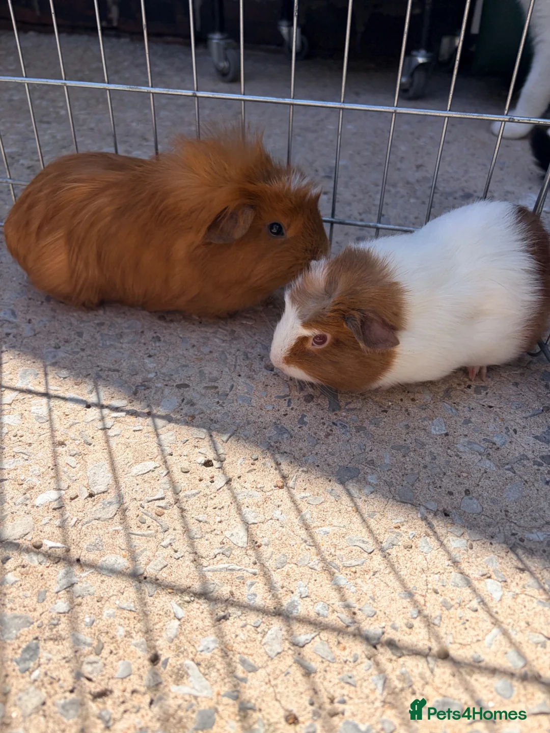 Guinea Pig rodents for sale: 10 week old baby boars  - Advert 13