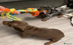 Dachshund dogs for sale: Beautiful miniature dachshund puppies - Image 10