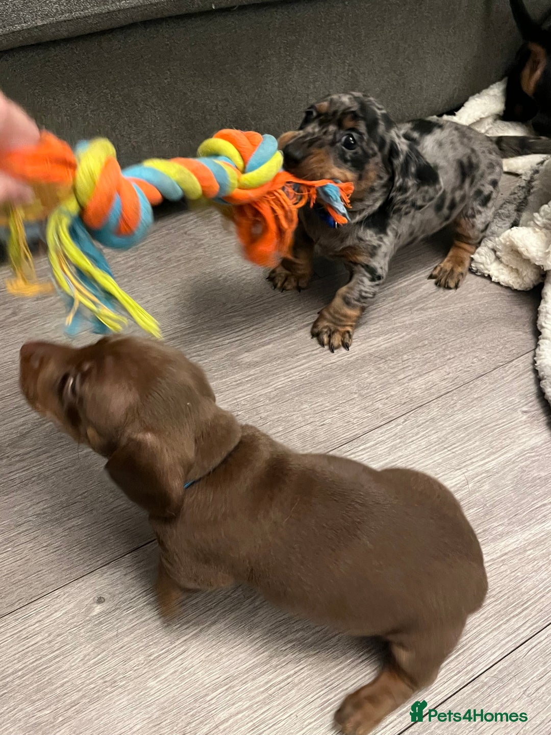 Dachshund dogs for sale: Beautiful miniature dachshund puppies - Image 10