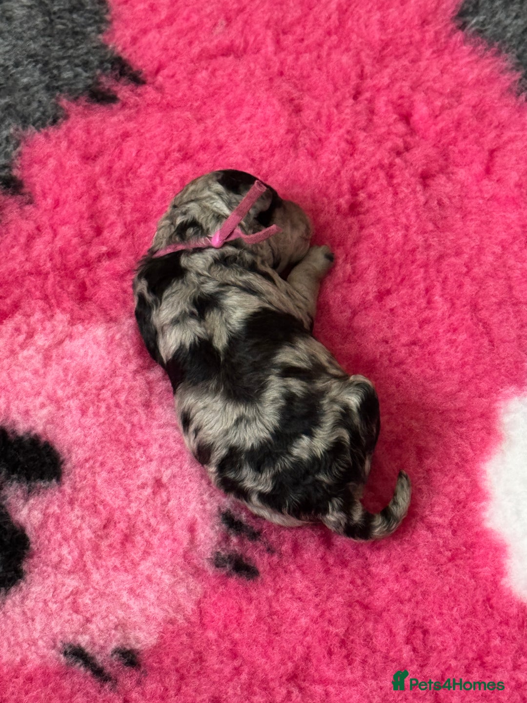 Labradoodle dogs for sale: Labradoodle x toy poodle - Merle  - Image 3