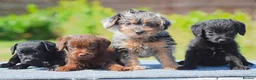 Mixed Breed dogs for sale: Patterpoo puppies cute, fun, happy, healthy  - Advert 3
