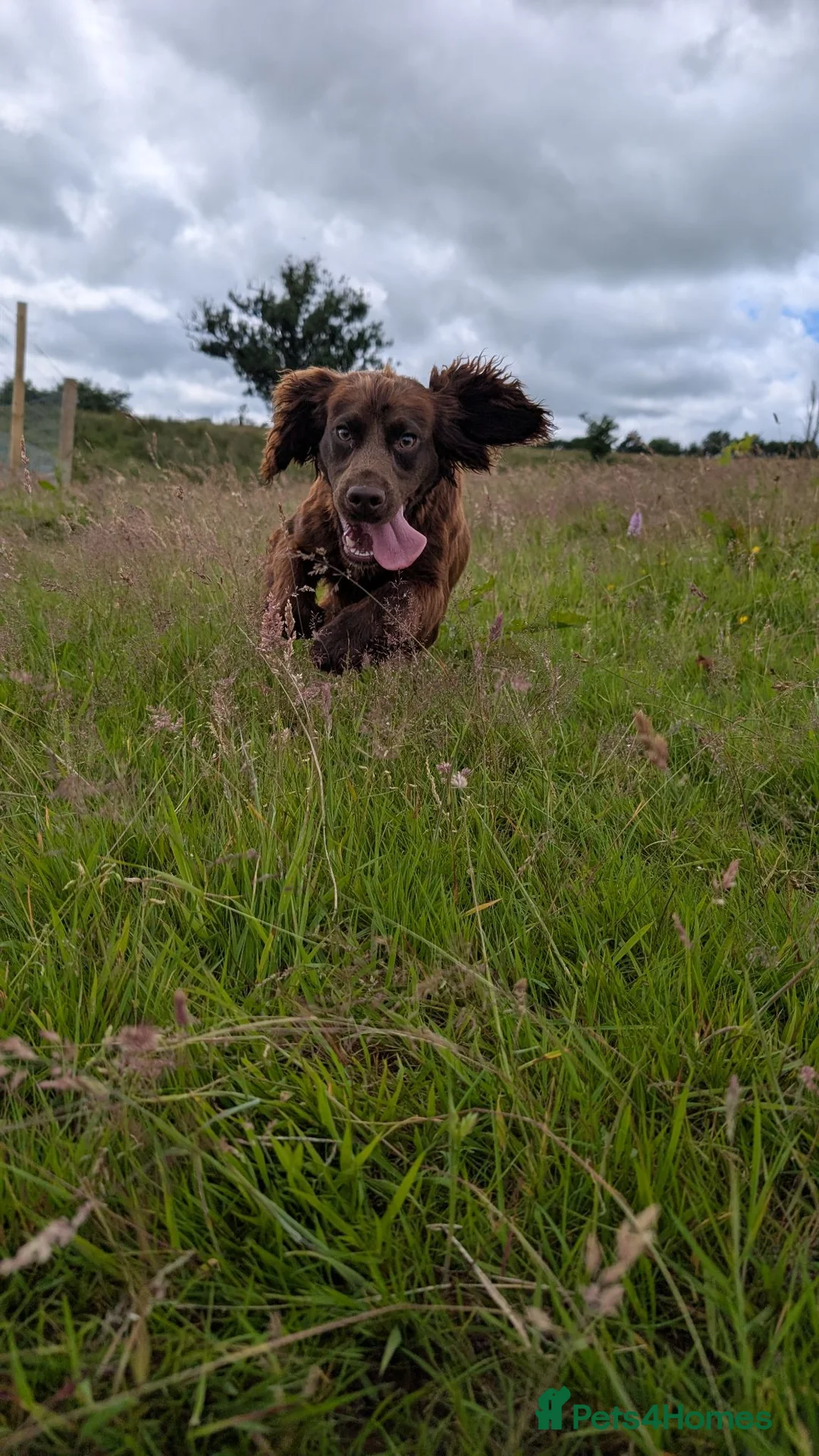 Cocker Spaniel dogs for sale: Chib - Young Cocker Male Needing Active Home - Advert 5