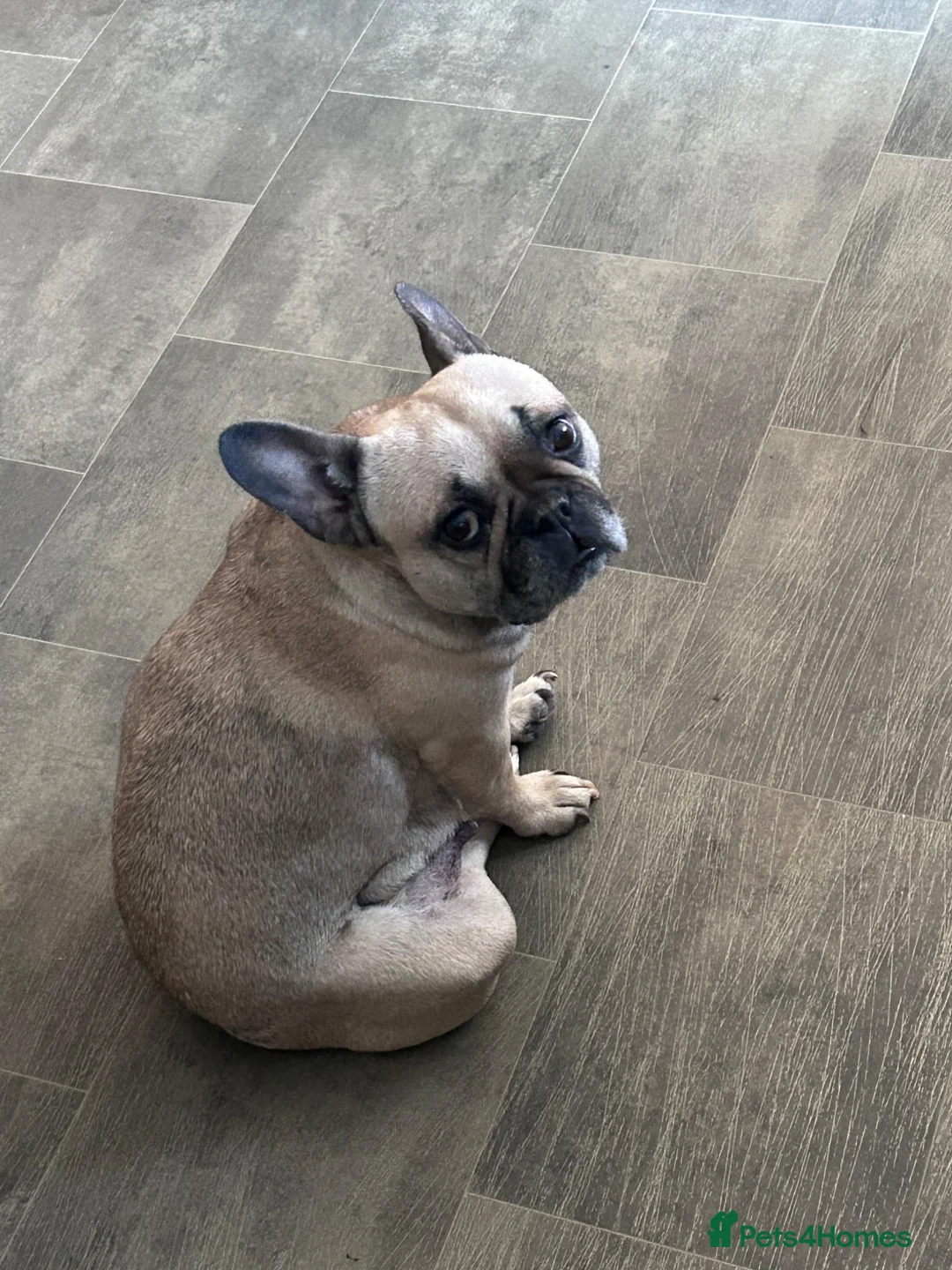 French Bulldog dogs for sale: Black & Fawn French Bulldog  in Nantwich - Advert 3