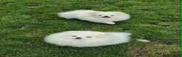 Pomeranian dogs for sale: Top Quality Chunky Teddy Bear Type Pomeranian Boys - Advert 1