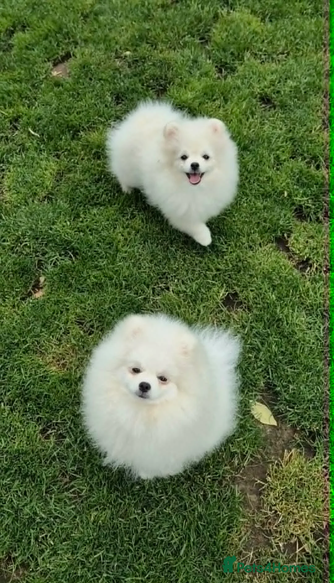 Pomeranian dogs for sale: Top Quality Chunky Teddy Bear Type Pomeranian Boys - Advert 1