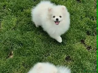 Pomeranian dogs for sale: Top Quality Chunky Teddy Bear Type Pomeranian Boys - Advert 2