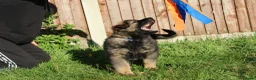 German Shepherd dogs for sale: German shepherd puppies working line - Advert 13