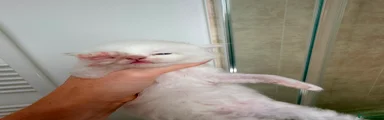 Ragdoll 6