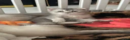 Scottish Fold cats for sale: Scottish Fold  kittens ❤️READY TO LEAVE ❤️ - Advert 9