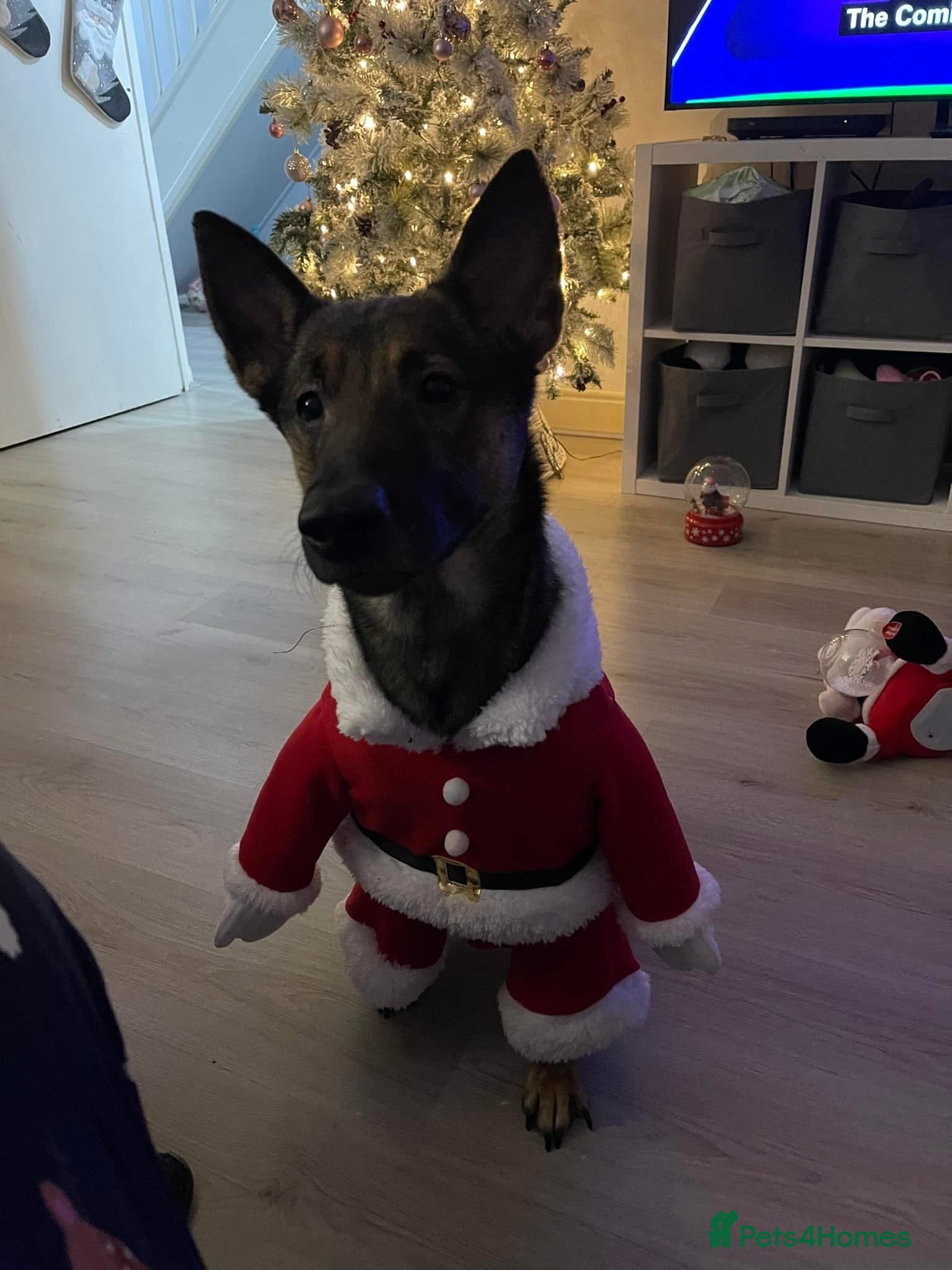 Belgian Shepherd Dog dogs Looking for a new home - Advert 2