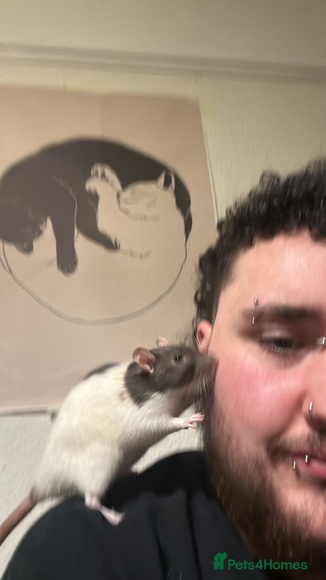 Rat rodents for sale: Luna, Hazel, Remi and Rio - Advert 6