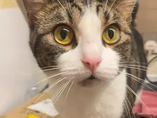 Mixed Breed cats 3 indoor cats seperate or together - Advert 16