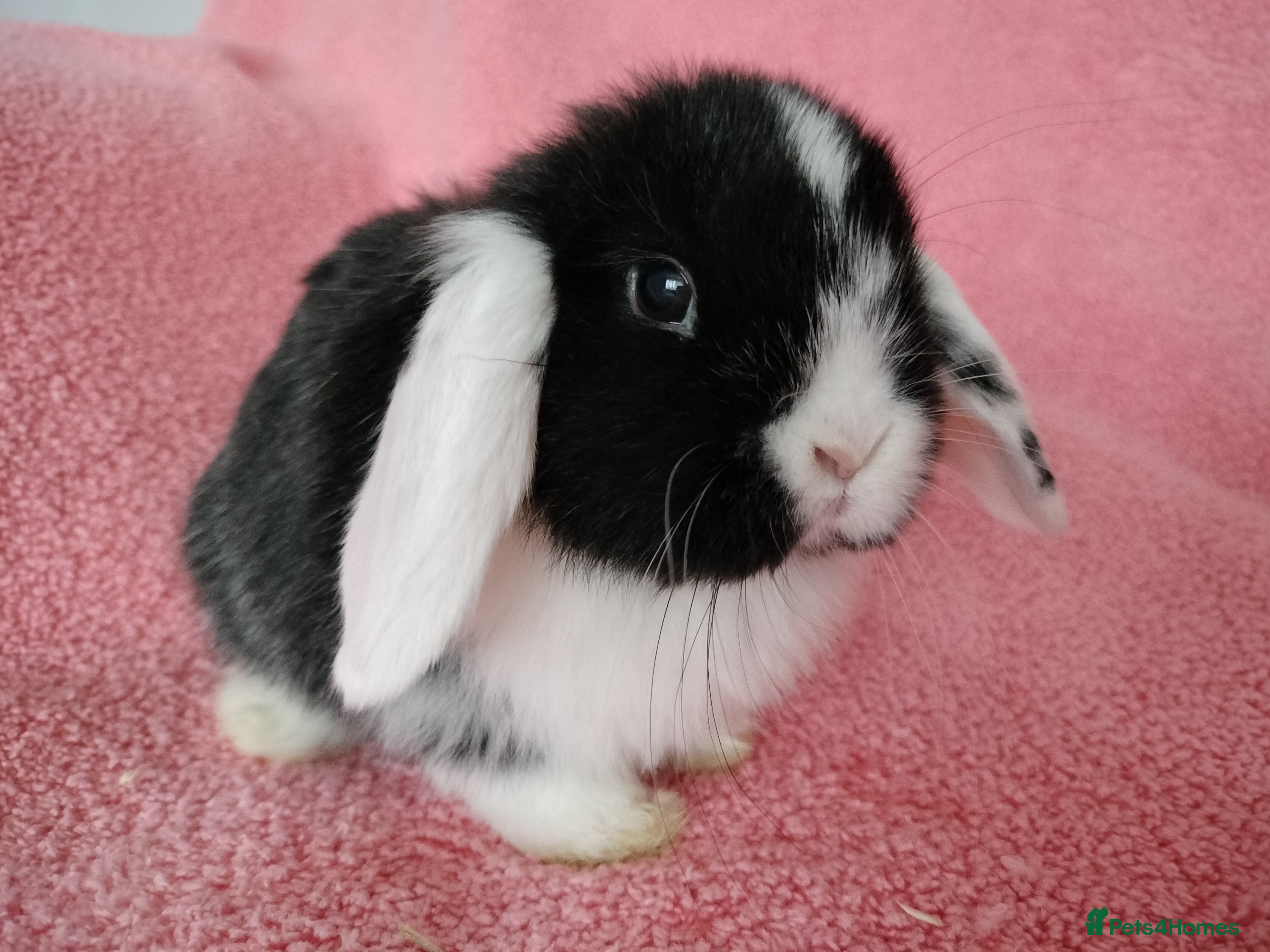 Mini Lop rabbits Baby mini lops for sale  - Advert 20