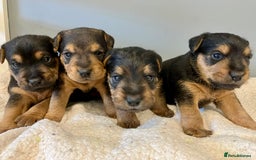 Lakeland Terrier dogs for sale: Beautiful Lakeland Terriers - Image 7